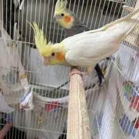 عروس هلندی