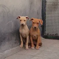 امریکن پیت بول|سگ|بومهن, |دیوار