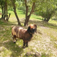 بهره قوچی