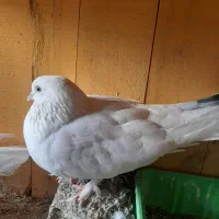 کبوتر|پرنده|قم, علی آباد سعدگان|دیوار