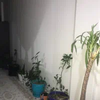 گل آپارتمانی