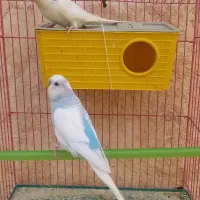 گلدان سفالی پرنده