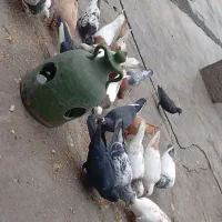 تعدادی کبوتر