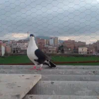 رنگی و تکپر