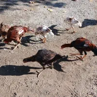 مرغ و خروس|حیوانات مزرعه|بیلوار, |دیوار