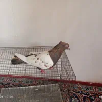 دوتا کبوتر  سالم