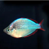 رمبو نئون دارف، بوسمانی،ماکولی