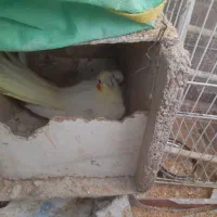 عروس هلندی و مرغ عشق