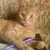 واگذاری رایگان گربه نارنجی DSH شیطون و مهربون|گربه|کرج, فاز ۲ مهرشهر|دیوار