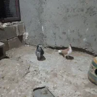 نرو ماده شهری گلدار