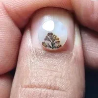 نگین شجر قائن تک درخت