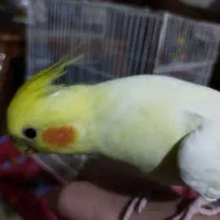 عروس هلندی گمشده