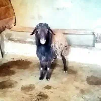 گوسفند قوچ بره نر هترو افشاری همو میش دوقلوزا بز|حیوانات مزرعه|قوچان, |دیوار