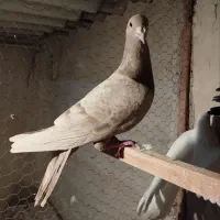 کبوترمسافت|پرنده|وحیدیه, |دیوار