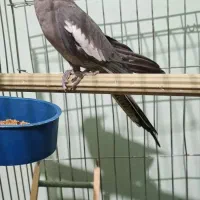 عروس هلندی ماده