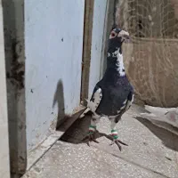 سده هفرنگ و پلنگ|پرنده|سبزوار, سجاد|دیوار