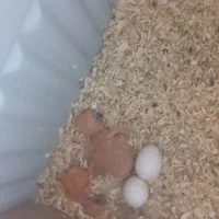 برزیلی فیشر با جوجه