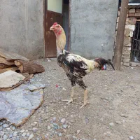 خروس لاری