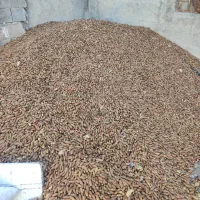 بلوط برا فروش