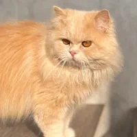 گربه پرشین دال فیس