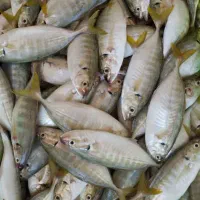 ماهی میگو گُلدفیش تفت|ماهی|تفت, |دیوار