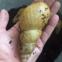 فروش حلزون|خزنده|شیراز, کوزه گری|دیوار