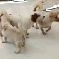 سگ خانگی|سگ|اردکان, |دیوار