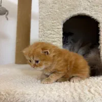 گربه بریتیش لانگ هیر|گربه|رشت, گلسار|دیوار