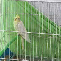 عروس هلندی ماده زرد بالغ جوون