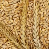 خرید و فروش کاه گندم