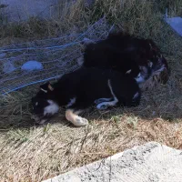 سگ هاسکی|سگ|کوراییم, |دیوار