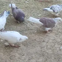 گمشده کفتر مسجدی