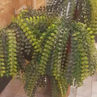 درختچهای سالم محکم زیبا