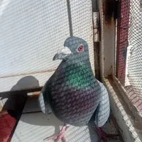 نر سبز|پرنده|نیمروز, |دیوار