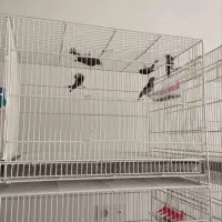 فروش ماده سهره معمولی و کرمانی|پرنده|ملایر, |دیوار