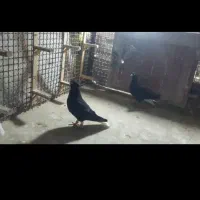 زاغ دم سفید نرو ماده