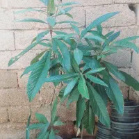 نهال ازگیل بزرگ