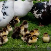 جوجه اردک اسرائیلی یا مسکوئی