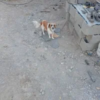 سگ پا کوتاه