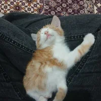 فروشی|گربه|مراغه, |دیوار