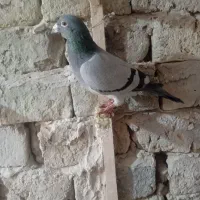 کبوترفروشی|پرنده|رشتخوار, |دیوار