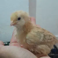 جوجه گلپایگانی یک هفته