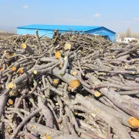 خرید انواع چوب بصورت نقدی|خدمات باغبانی و درختکاری|مشگین شهر, |دیوار