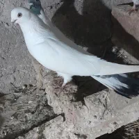 کبوتر طوقی|پرنده|اردبیل, |دیوار