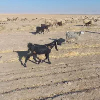 بز پاکستانی اصل