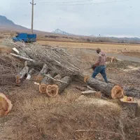 خرید انواع چوب|خدمات باغبانی و درختکاری|اراک, |دیوار