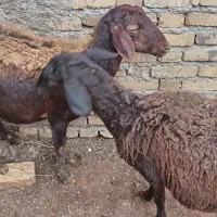 ۲عدد میش|حیوانات مزرعه|سجاس رود, |دیوار