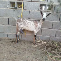 بزنقشی|حیوانات مزرعه|بندرعباس, |دیوار