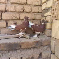 کفتر|پرنده|قم, شهر قائم|دیوار