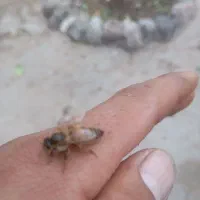 400000|حیوانات مزرعه|خواجه, |دیوار